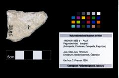 Foto (Objekt + Etikett) von Paguridae indet.  (NHMW-GEO-1990-0041-3895b)